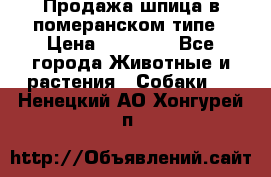 Продажа шпица в померанском типе › Цена ­ 20 000 - Все города Животные и растения » Собаки   . Ненецкий АО,Хонгурей п.